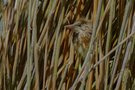 Gut versteckt (Zwergdommel)