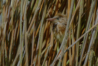 Gut versteckt (Zwergdommel)