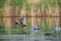 Der Läufer auf dem Wasser