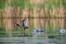 Der Läufer auf dem Wasser
