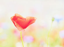 Mohnblüte