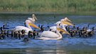 Verständigung bei der Jagd
