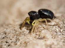 Weibchen einer Gelbbeinige Sonnenspringspinne, (Heliophanus flavipes)