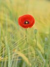 Am Kornfeld