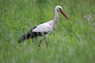 Weißstorch (Ciconia ciconia)