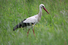 Weißstorch (Ciconia ciconia)