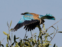 Blauracke im Tsavo Nationalpark