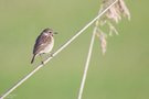 Juv. Schwarzkehlchen