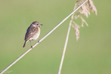 Juv. Schwarzkehlchen