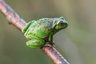 Gefleckter Laubi