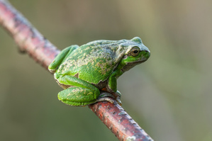 Gefleckter Laubi