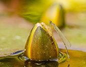 Libelle