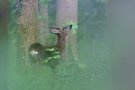 Wildverbiss