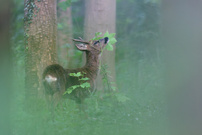 Wildverbiss