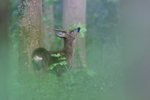 Wildverbiss