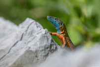 Pracht-Kieleidechse (Algyroides nigropunctatus)