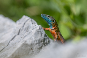 Pracht-Kieleidechse (Algyroides nigropunctatus)