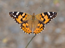 Prächtiger Distelfalter