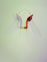Serratella ignita, die feuerfarbene Eintagsfliege