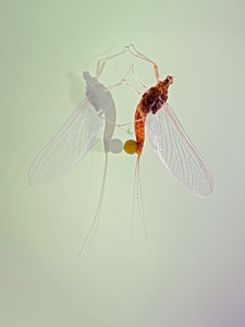 Serratella ignita, die feuerfarbene Eintagsfliege