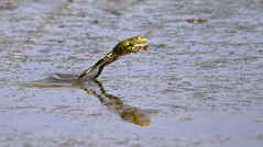 Teichfrosch