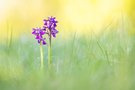 Anacamptis morio