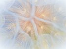 Wolken