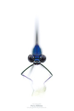Alien in Blau