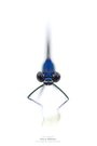 Alien in Blau