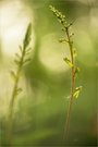 Grosses Zweiblatt (Neottia ovata)