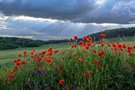 Mohn vor Feld unter Wolke