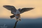 Paarung der Rotfußfalken im Abendlicht