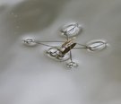 Wasserläufer