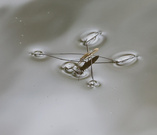 Wasserläufer