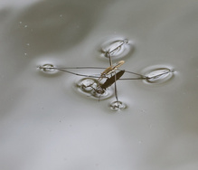 Wasserläufer