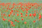 Impression in Rot .....
