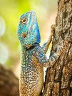 Der blaue Charmeur