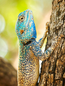 Der blaue Charmeur