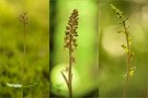 Die Orchideen der Schweiz Gattung Neottia