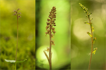 Die Orchideen der Schweiz Gattung Neottia