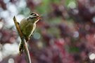 Vogel des Tages !