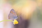 Lycaena hippothoe