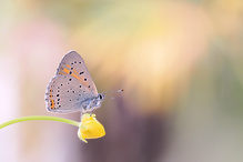 Lycaena hippothoe