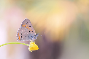 Lycaena hippothoe