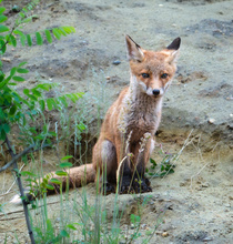 Portrait von einem jungen Fuchs