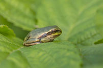 Laubfrosch-Baby