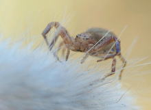 Krabbenspinne (Xysticus cristatus)
