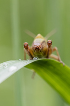 Wenn man hinten 3 Gesichter hat.....