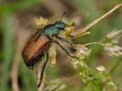 Männlicher Gartenlaubkäfer (Phyllopertha horticola)
