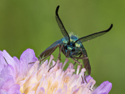Ampfer-Grünwidderchen  ( Adscita statices )